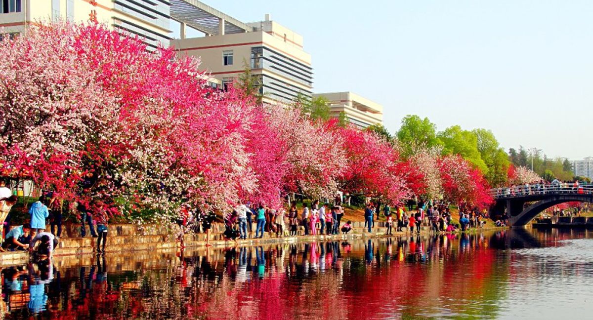 接天莲叶无穷碧 映日荷花别样红